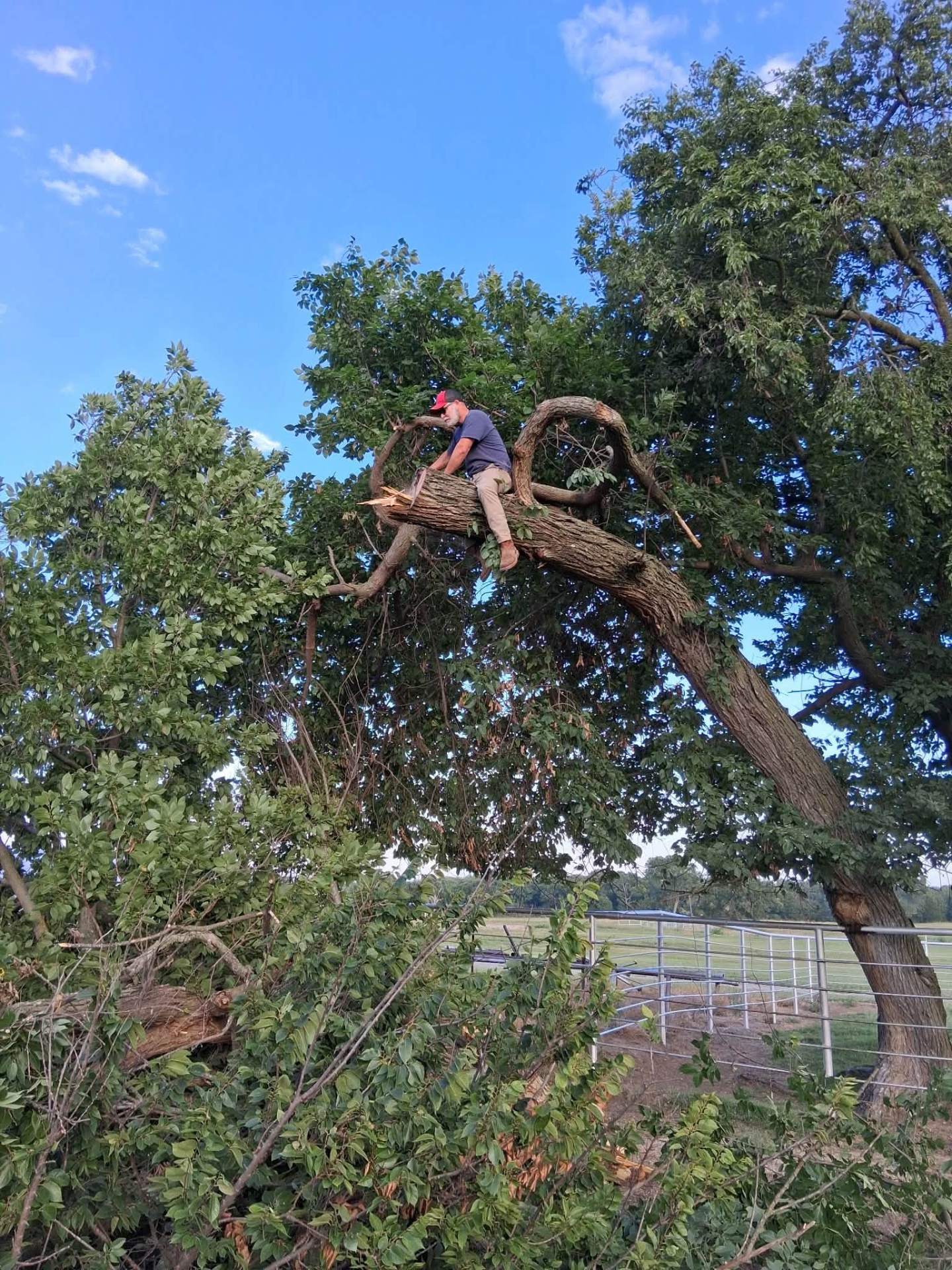 Large limb removal in progress