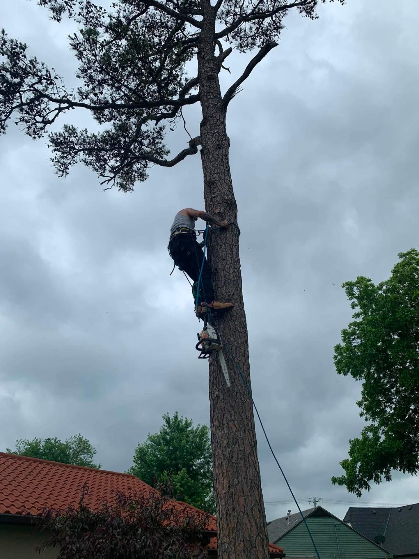 Climbing a tall tree