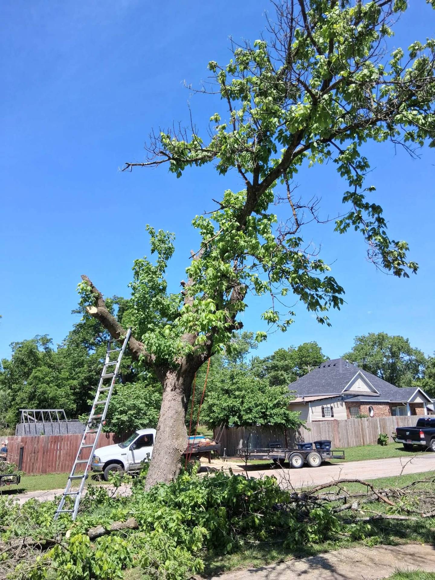 Large tree pruning