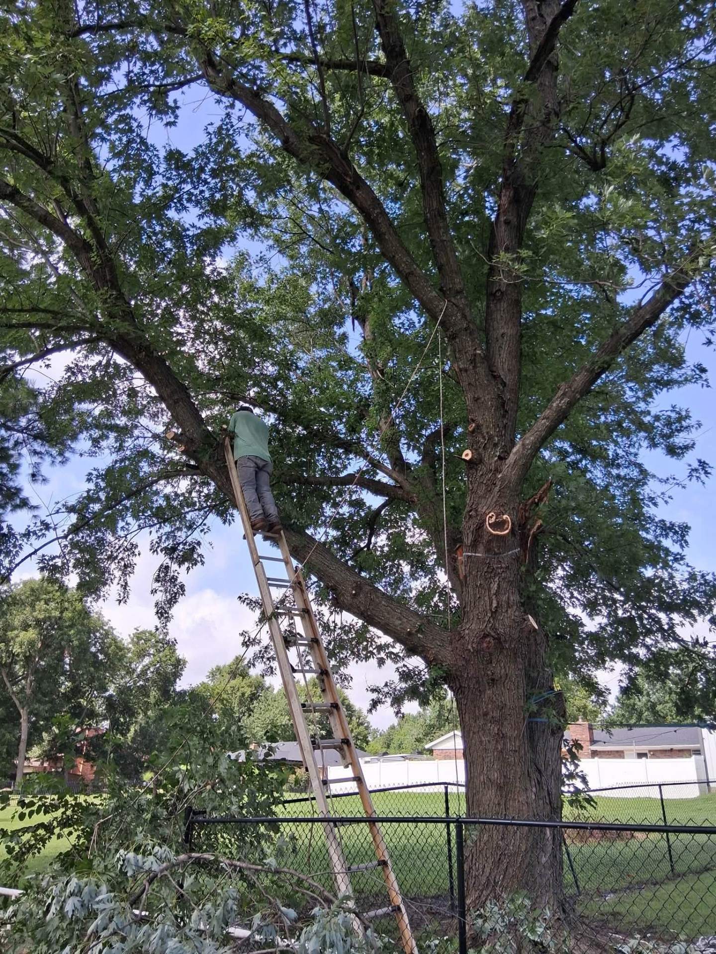 Residential tree trimming
