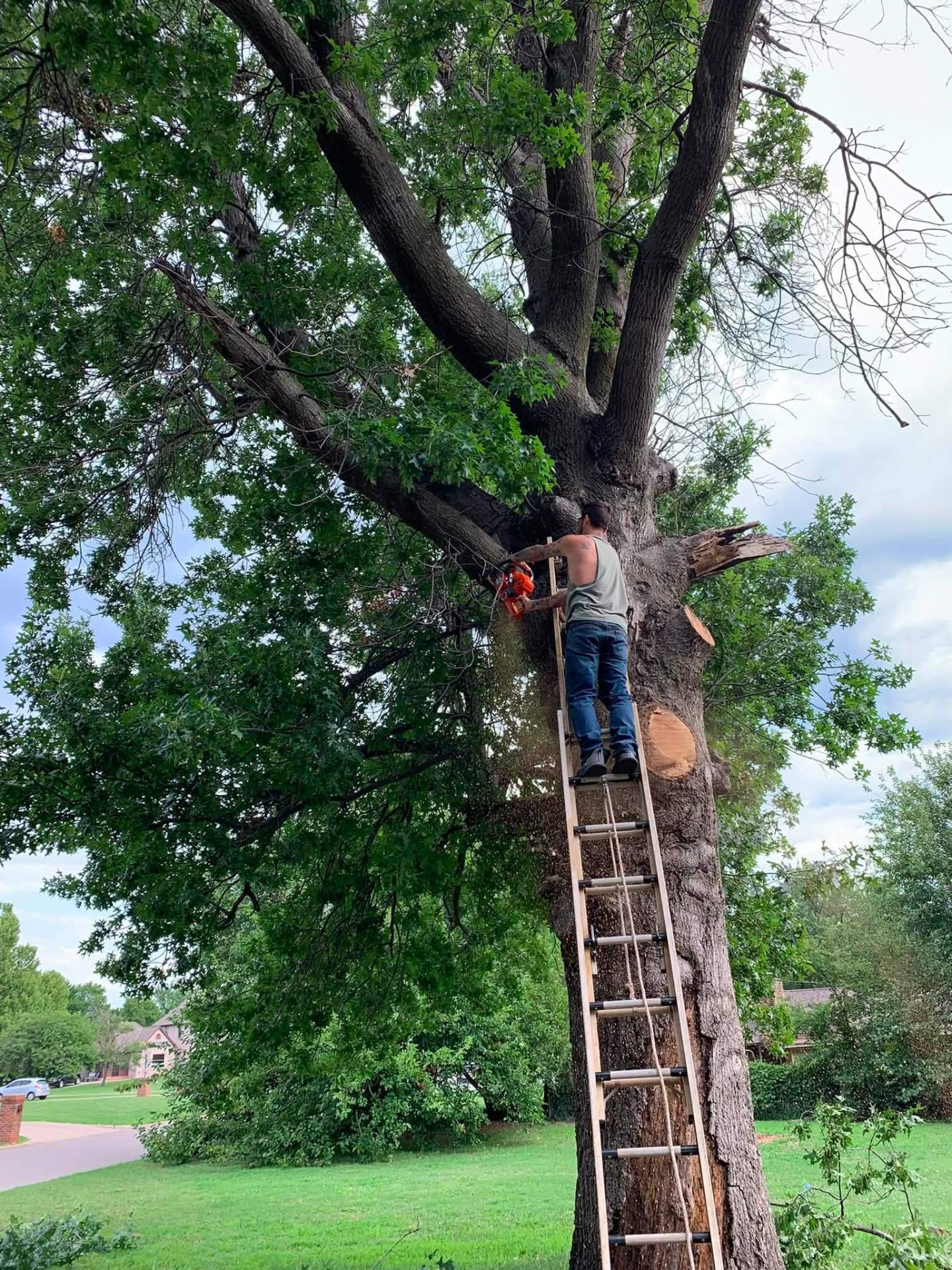 Tree Barbers worker on a ladder trimming a large tree